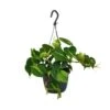 Philodendron Scandens Brasil (Heartleaf Philodendron) ↑ 35 Cm -Optimal Glass Plant Shop unnamed a1d3dab5 2607 472f a818 45844243ffd2