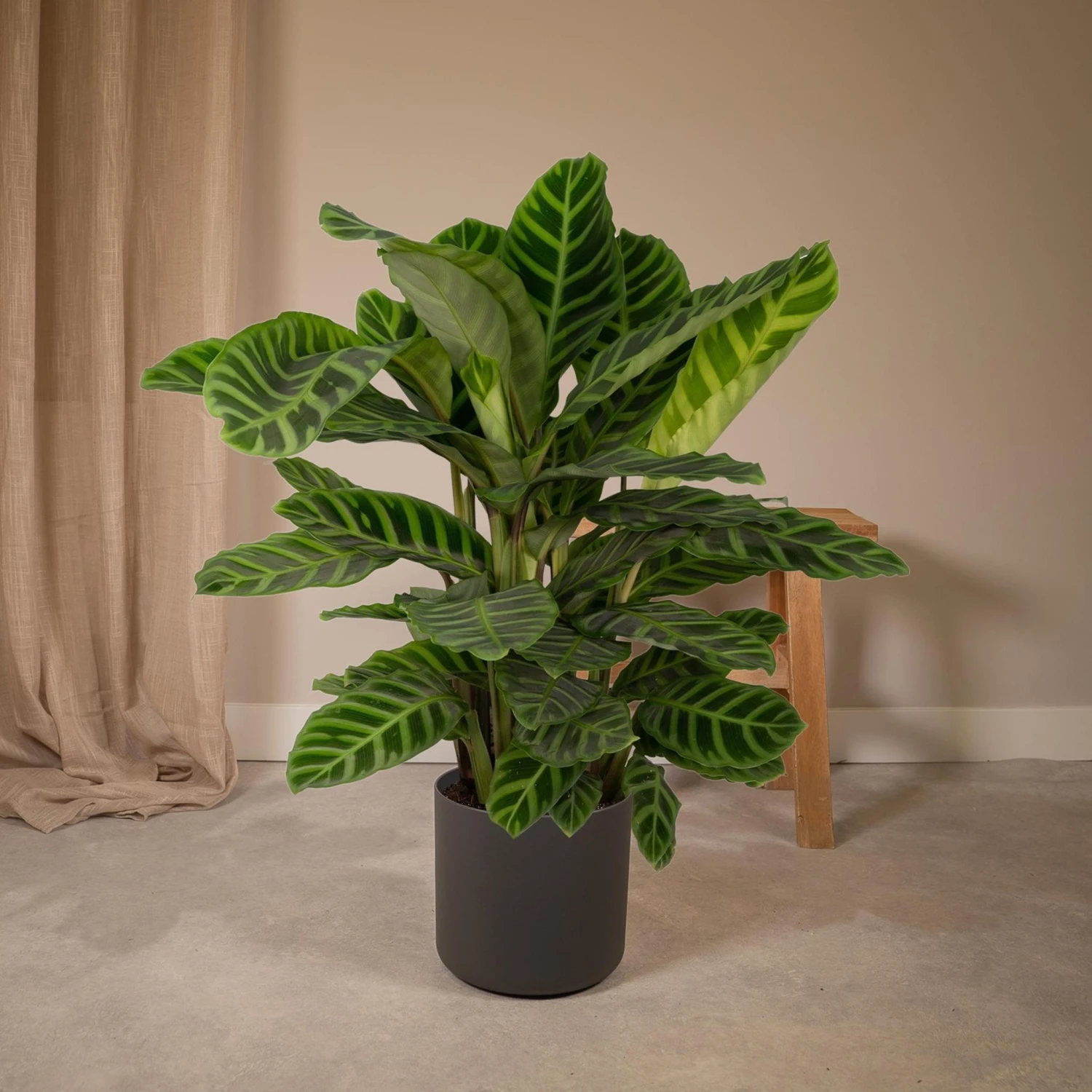 Calathea Zebrina (Peacock Plant) ↑ 80 Cm 4 Calathea Zebrina (Peacock Plant) ↑ 80 Cm - Image 2