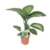 Dieffenbachia Seguine Tropic Snow (Dumb Cane) ↑ 70 Cm 2 Dieffenbachia Seguine Tropic Snow (Dumb Cane) ↑ 70 Cm -Optimal Glass Plant Shop unnamed a262ace1 df8d 4222 96bc 7e9a62f889f9