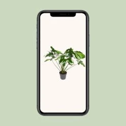 Philodendron Green Wonder (Hanging Plant) ↑ 100 Cm 9 Philodendron Green Wonder (Hanging Plant) ↑ 100 Cm -Optimal Glass Plant Shop unnamed a2840485 ac95 4456 9943 efdcaf680278