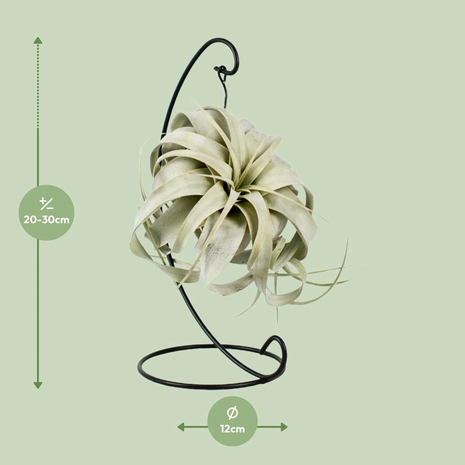 Tillandsia King Xero (Air Plant) ↑ 23 Cm 4 Tillandsia King Xero (Air Plant) ↑ 23 Cm - Image 2