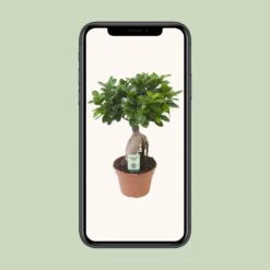 Ficus Ginseng (bonsai) - Ø 17cm - ↑ 40cm 9 Ficus Ginseng (bonsai) - Ø 17cm - ↑ 40cm -Optimal Glass Plant Shop unnamed a92d8484 ac35 4e58 b0d0 b5157af88d09
