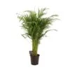 Dypsis Lutescens (Gold Palm) ↑ 110 Cm -Optimal Glass Plant Shop unnamed b14e6d8f 9fc9 47f5 8161 279bf9c908c3