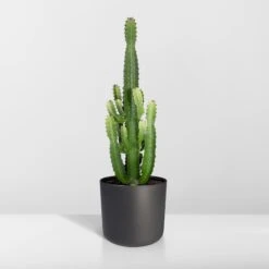 Euphorbia Acrurensis (Cowboy Cactus) ↑ 60 Cm 17 Euphorbia Acrurensis (Cowboy Cactus) ↑ 60 Cm -Optimal Glass Plant Shop unnamed b1596cc1 d1ba 4de5 8216 94c250be4208