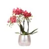 Red Phalaenopsis Orchid - Congo + Elite Silver Pot - Pot Size Ø9cm - ↑ 40cm 2 Red Phalaenopsis Orchid - Congo + Elite Silver Pot - Pot Size Ø9cm - ↑ 40cm -Optimal Glass Plant Shop unnamed b179e913 ce37 4005 8285 60c9546f5c4a
