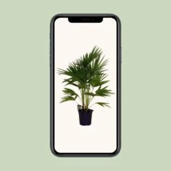 Livistona Chinensis (Chinese Fan Palm) ↑ 100 Cm 9 Livistona Chinensis (Chinese Fan Palm) ↑ 100 Cm -Optimal Glass Plant Shop unnamed b1c43eb2 e807 46e4 9ae4 6bbfcc712c3a