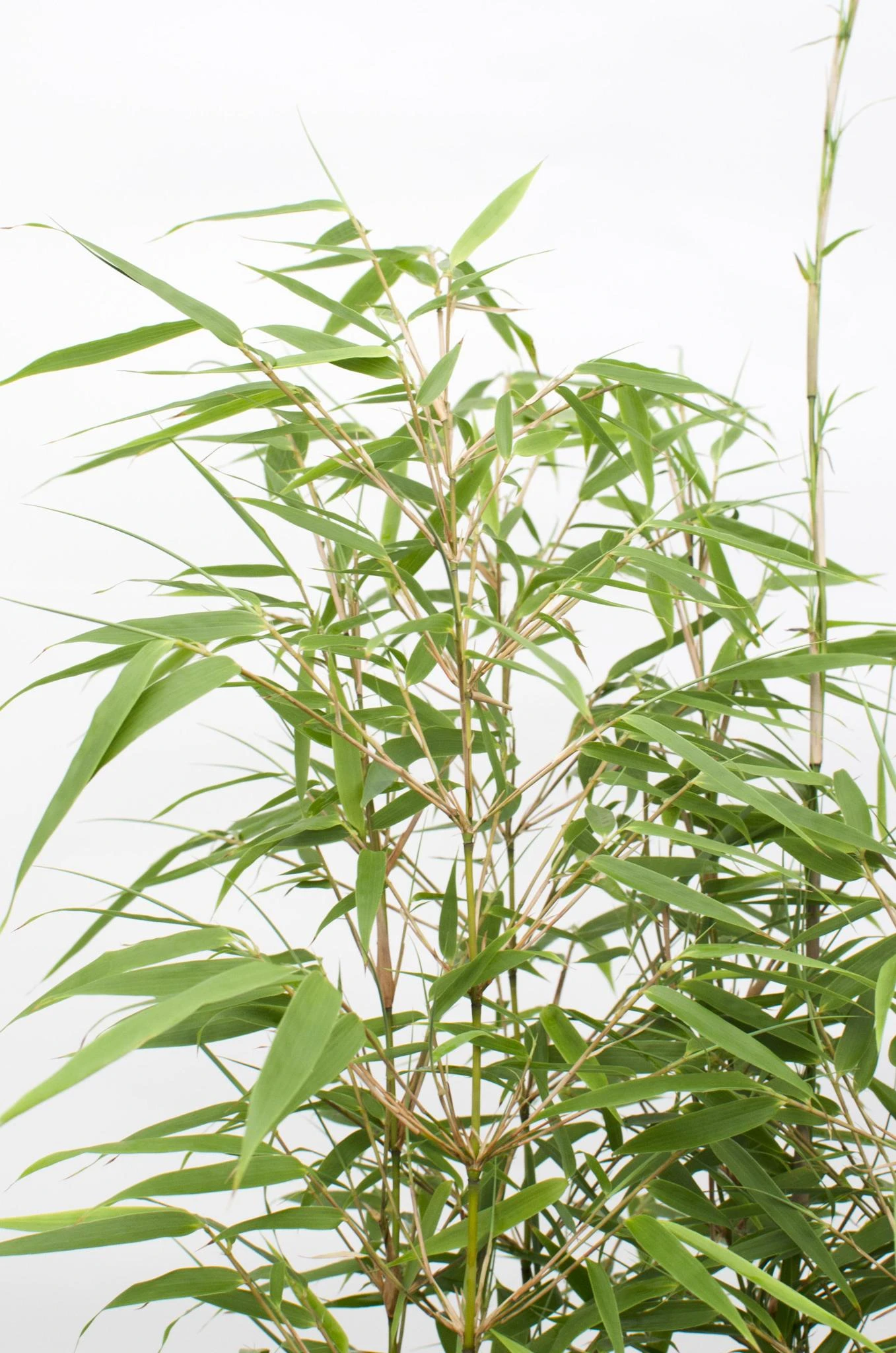 Fargesia Rufa (Bamboo) ↑ 60 Cm 7 Fargesia Rufa (Bamboo) ↑ 60 Cm - Image 5