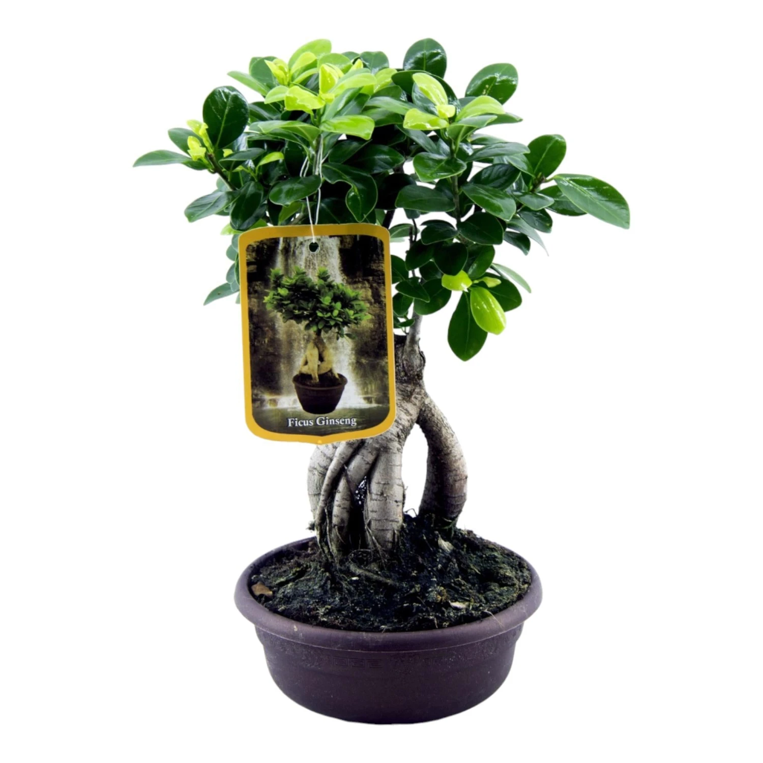 Ficus Microcarpa Ginseng (Bonsai) ↑ 30 Cm 3 Ficus Microcarpa Ginseng (Bonsai) ↑ 30 Cm