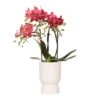 Red Phalaenopsis Orchid - Congo + Diabolo Travertine - Pot Size Ø9cm - ↑ 35 Cm 2 Red Phalaenopsis Orchid - Congo + Diabolo Travertine - Pot Size Ø9cm - ↑ 35 Cm -Optimal Glass Plant Shop unnamed b91a6e47 e955 4f71 a095 8a4ce3e59699