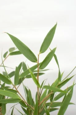 Fargesia Rufa (Bamboo) ↑ 60 Cm 11 Fargesia Rufa (Bamboo) ↑ 60 Cm -Optimal Glass Plant Shop unnamed bc5b6916 c86a 4f2a 832f 52a34f81998a