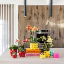 Red Phalaenopsis Orchid – Congo + Berry Pot – Ø 9cm – 40cm -Optimal Glass Plant Shop unnamed bfd831bf 47cb 4aac a47d 6b88ca9761ae