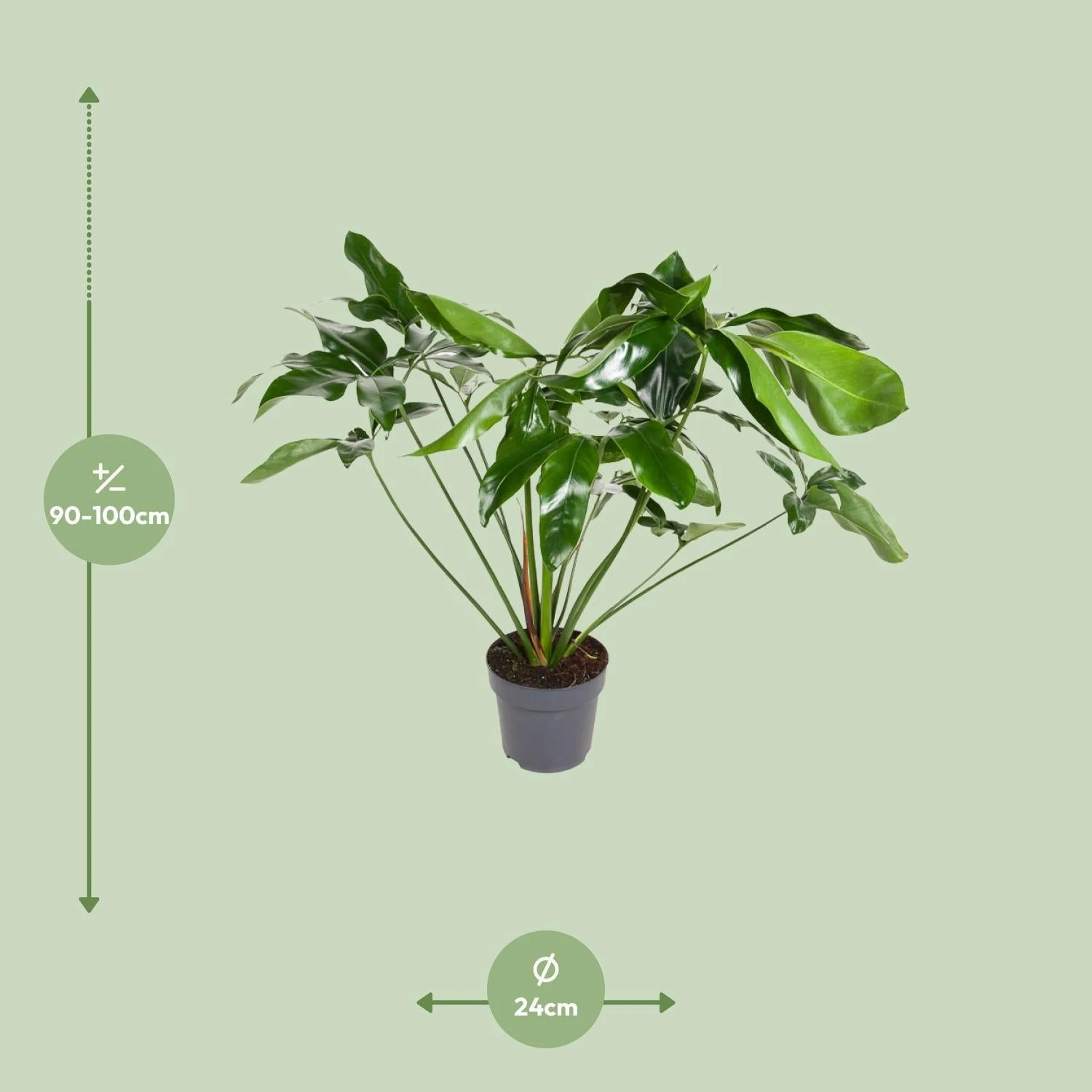 Philodendron Green Wonder (Hanging Plant) ↑ 100 Cm 4 Philodendron Green Wonder (Hanging Plant) ↑ 100 Cm - Image 2