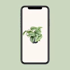 Scindapsus Pictus Trebie (Silvery Ann Pothos) ↑ 15 Cm 9 Scindapsus Pictus Trebie (Silvery Ann Pothos) ↑ 15 Cm -Optimal Glass Plant Shop unnamed c4fb9134 aa8e 41ee 9dc9 c111a8eaaaff