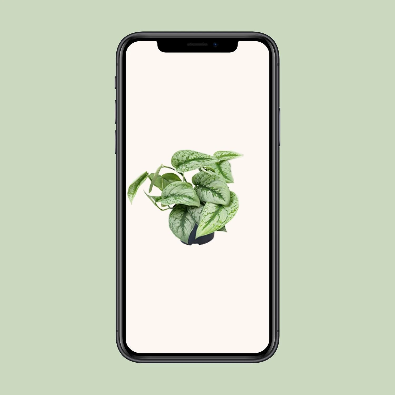 Scindapsus Pictus Trebie (Silvery Ann Pothos) ↑ 15 Cm 6 Scindapsus Pictus Trebie (Silvery Ann Pothos) ↑ 15 Cm - Image 4