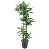 Dracaena Cintho (Dragon Tree) ↑ 150 Cm 1 Dracaena Cintho (Dragon Tree) ↑ 150 Cm -Optimal Glass Plant Shop unnamed c54e1d82 8e26 4dc8 a85b 8ed0b31bd862