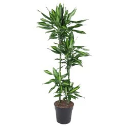 Dracaena Cintho (Dragon Tree) ↑ 150 Cm