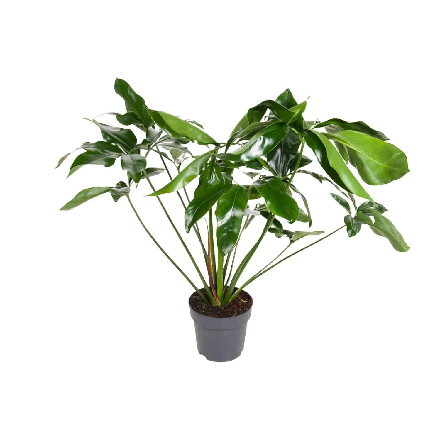 Philodendron Green Wonder (Hanging Plant) ↑ 100 Cm 3 Philodendron Green Wonder (Hanging Plant) ↑ 100 Cm