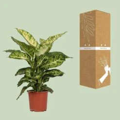 Dieffenbachia Mars (Dumb Cane) ↑ 50 Cm 8 Dieffenbachia Mars (Dumb Cane) ↑ 50 Cm -Optimal Glass Plant Shop unnamed cb930a90 c57e 40ac 9d49 d9634a83c63f