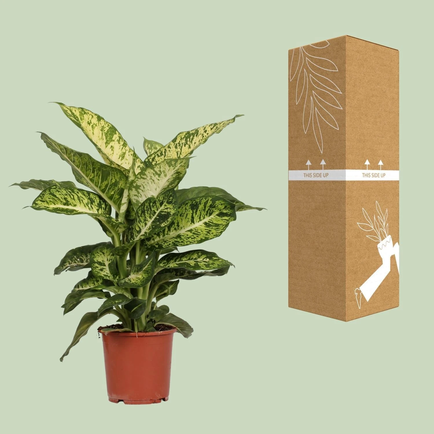 Dieffenbachia Mars (Dumb Cane) ↑ 50 Cm 5 Dieffenbachia Mars (Dumb Cane) ↑ 50 Cm - Image 3