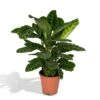 Calathea Zebrina (Peacock Plant) ↑ 80 Cm 2 Calathea Zebrina (Peacock Plant) ↑ 80 Cm -Optimal Glass Plant Shop unnamed cd4da0c2 9e2c 42b9 8ec5 8876adad5b9e