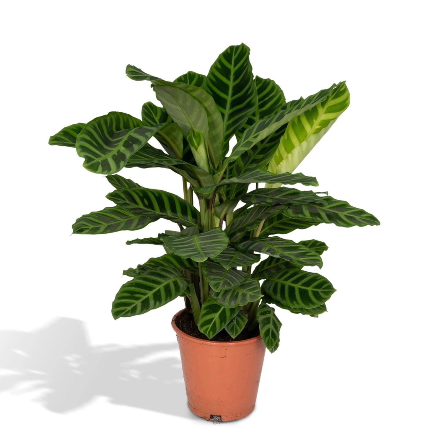 Calathea Zebrina (Peacock Plant) ↑ 80 Cm 3 Calathea Zebrina (Peacock Plant) ↑ 80 Cm