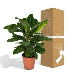 Calathea Zebrina (Peacock Plant) ↑ 80 Cm 13 Calathea Zebrina (Peacock Plant) ↑ 80 Cm -Optimal Glass Plant Shop unnamed ceb69a13 d360 4b22 8751 a7710d36def8