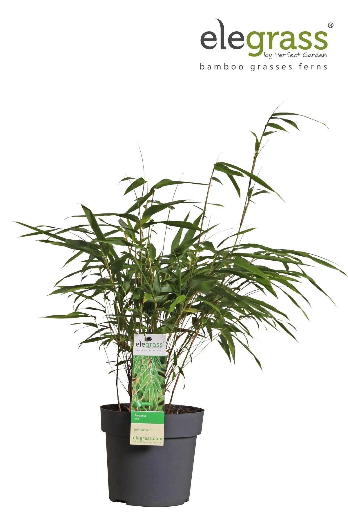 Fargesia Rufa (Bamboo Plant) ↑ 40cm 10 Fargesia Rufa (Bamboo Plant) ↑ 40cm - Image 8