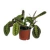 Maranta Leuconeura Fascinator (Prayer Plant) ↑ 30 Cm -Optimal Glass Plant Shop unnamed d62ca325 e072 4a9f af1b af2c32366570
