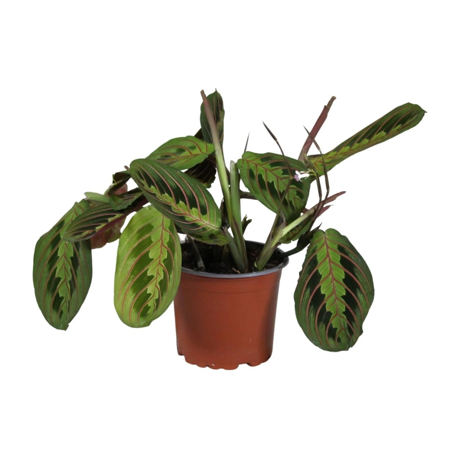 Maranta Leuconeura Fascinator (Prayer Plant) ↑ 30 Cm 3 Maranta Leuconeura Fascinator (Prayer Plant) ↑ 30 Cm