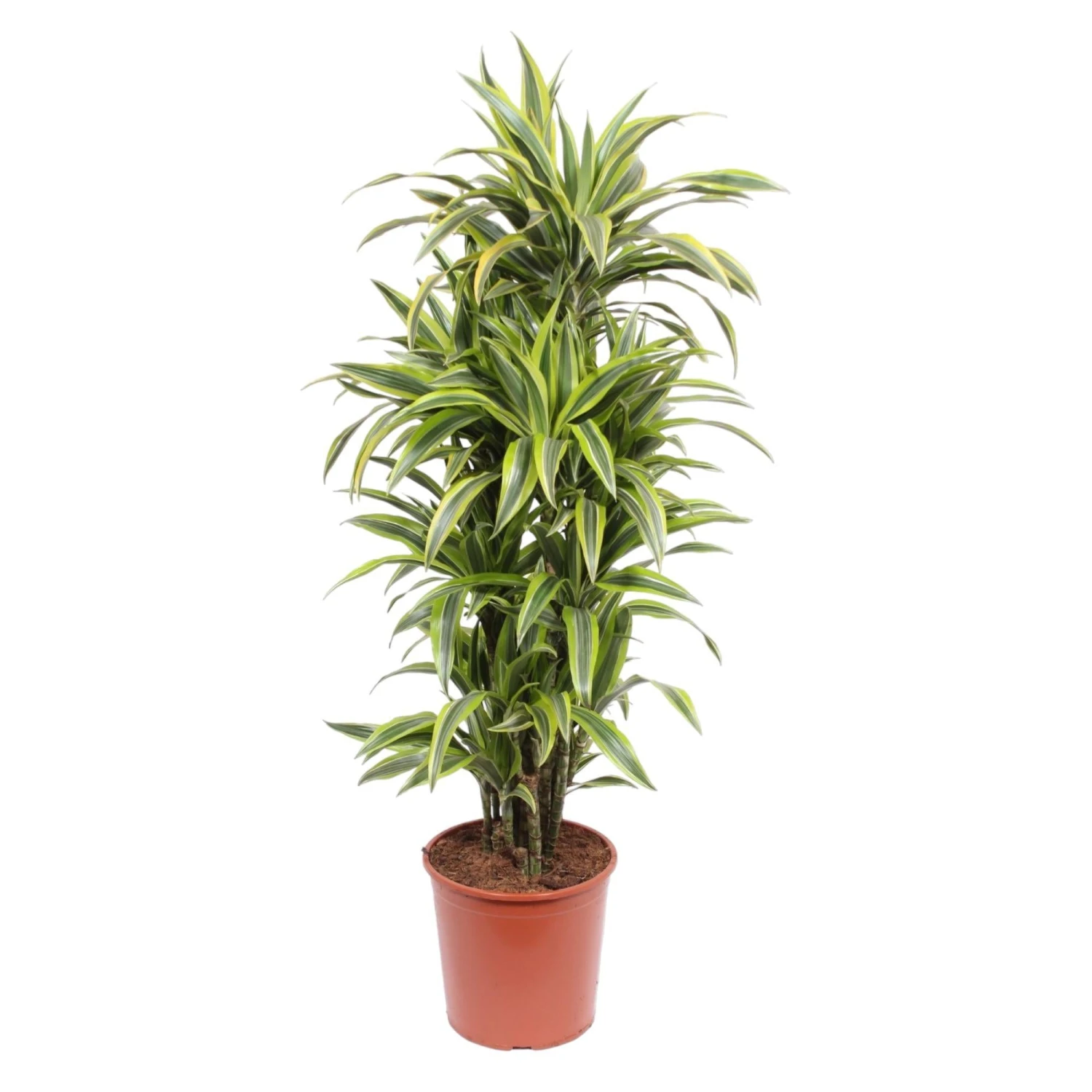 Dracaena Lemon Lime (Dragon Tree) ↑ 150 Cm 3 Dracaena Lemon Lime (Dragon Tree) ↑ 150 Cm