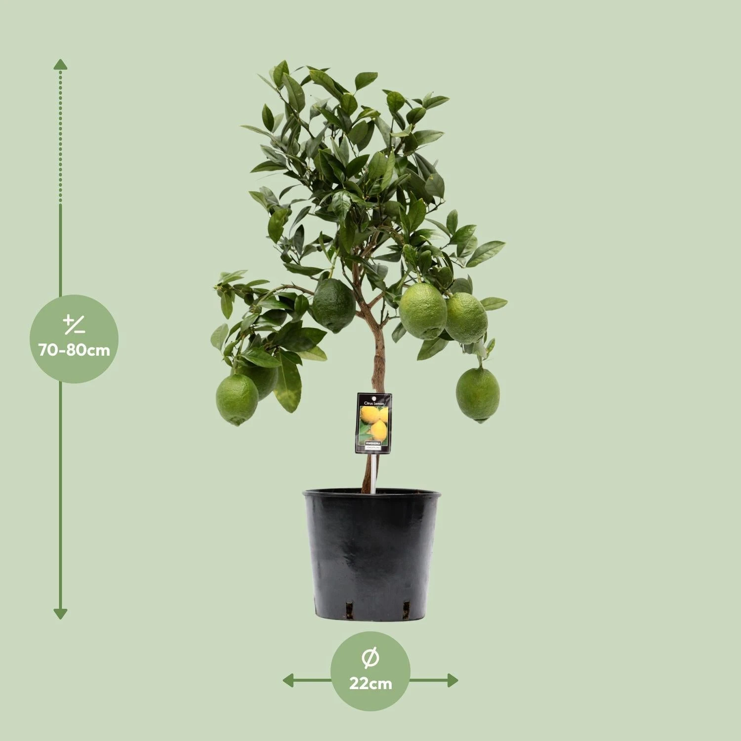 Citrus Lemon (Lemon Tree) ↑ 80 Cm 4 Citrus Lemon (Lemon Tree) ↑ 80 Cm - Image 2
