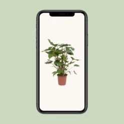 Homalomena Rubescens Maggy (Heartleaf Philodendron) ↑ 90 Cm -Optimal Glass Plant Shop unnamed d997bec0 0e65 45ad 8bc1 2359e6fa5f15