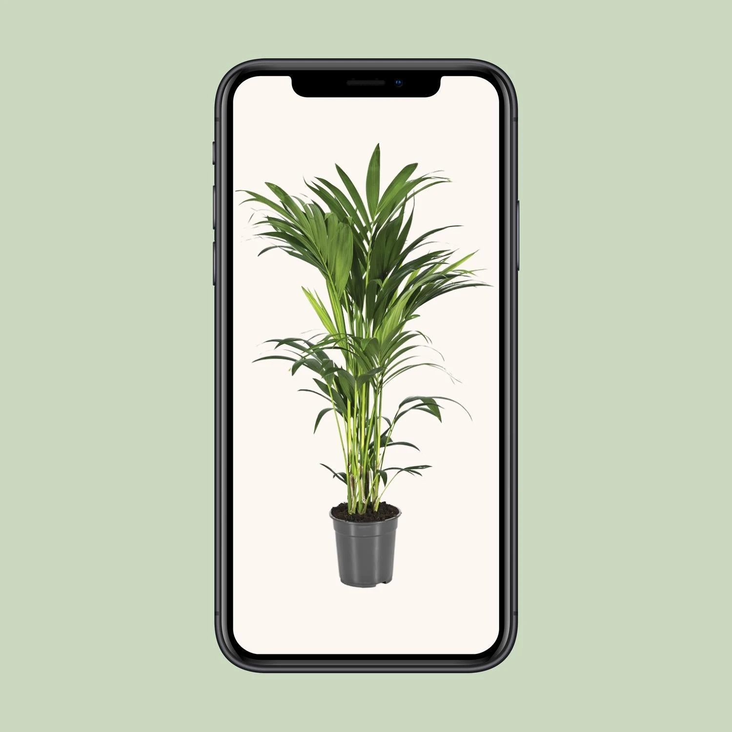 Howea Forsteriana (Kentia Palm) ↑ 100 Cm 6 Howea Forsteriana (Kentia Palm) ↑ 100 Cm - Image 4