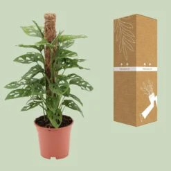Monstera Monkey (Swiss Cheese Plant) ↑ 60 Cm -Optimal Glass Plant Shop unnamed e1d9ef1b 3fd8 4548 a0e7 6d6ab90b41b3
