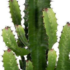 Euphorbia Acrurensis (Cowboy Cactus) ↑ 60 Cm 12 Euphorbia Acrurensis (Cowboy Cactus) ↑ 60 Cm -Optimal Glass Plant Shop unnamed e2feeb44 e7e8 4621 86db c14ce8fc05e1