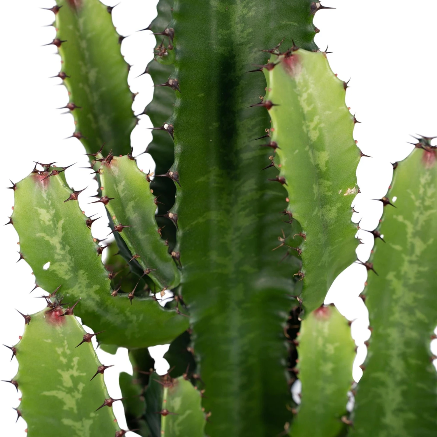Euphorbia Acrurensis (Cowboy Cactus) ↑ 60 Cm 5 Euphorbia Acrurensis (Cowboy Cactus) ↑ 60 Cm - Image 3