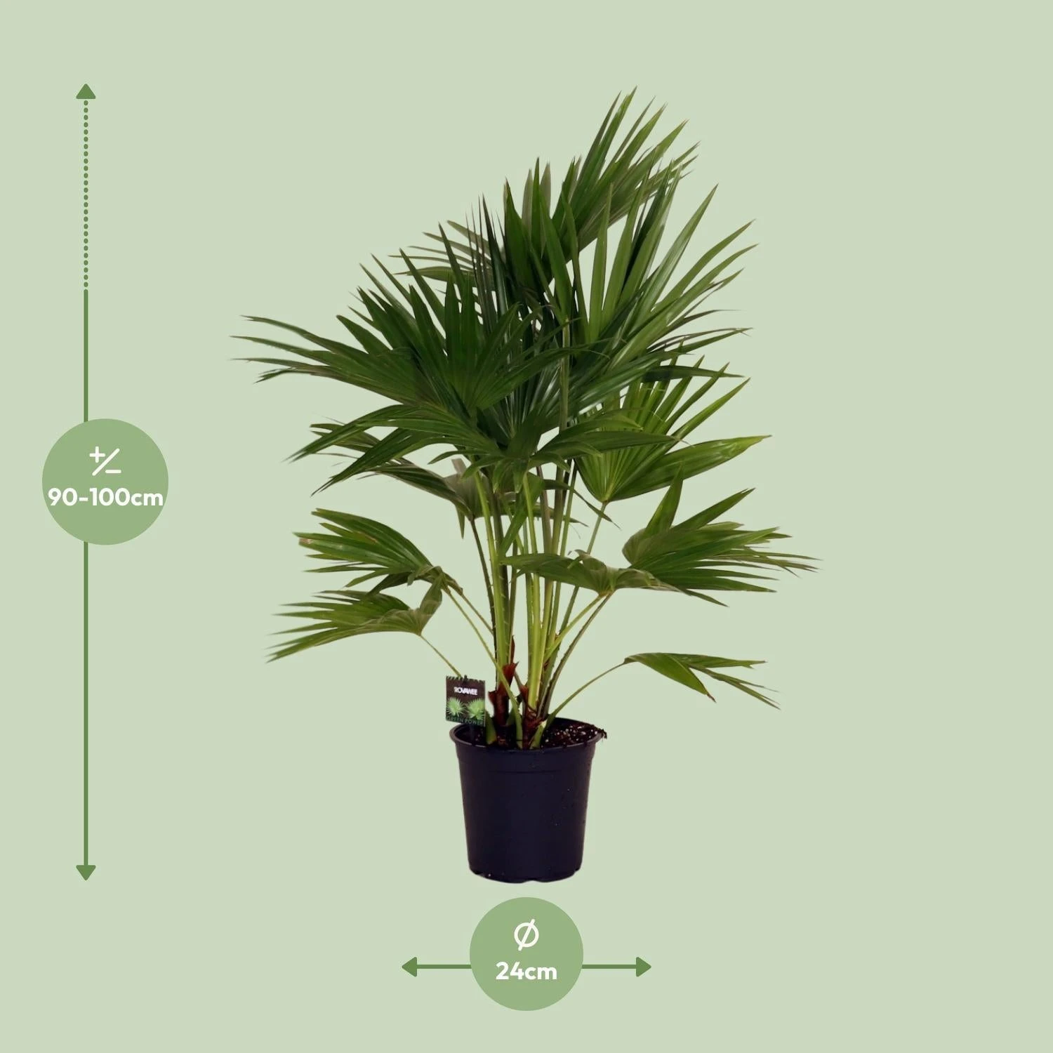 Livistona Chinensis (Chinese Fan Palm) ↑ 100 Cm 4 Livistona Chinensis (Chinese Fan Palm) ↑ 100 Cm - Image 2