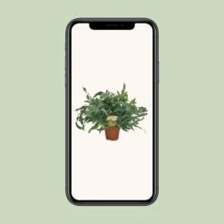 Phlebodium Blue Star (Blue Fern) ↑ 60 Cm 9 Phlebodium Blue Star (Blue Fern) ↑ 60 Cm -Optimal Glass Plant Shop unnamed e64259f7 161e 4bfe 864e 94f5c1217dcc