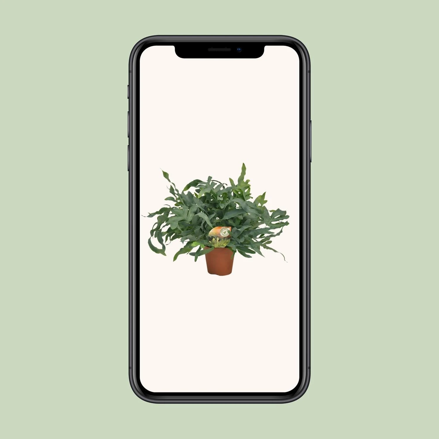 Phlebodium Blue Star (Blue Fern) ↑ 60 Cm 6 Phlebodium Blue Star (Blue Fern) ↑ 60 Cm - Image 4