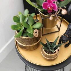 Chic Hotel Plant Set | Pairs Of Phalaenopsis Orchids And Succulents - Ceramic Pots Included -Optimal Glass Plant Shop unnamed e6c1875b f931 4d06 81cc f530897f4049