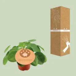 Pilea Peperomioides - Ø12cm - ↑ 20cm -Optimal Glass Plant Shop unnamed eaa07278 402b 448a 973e 033843903f55