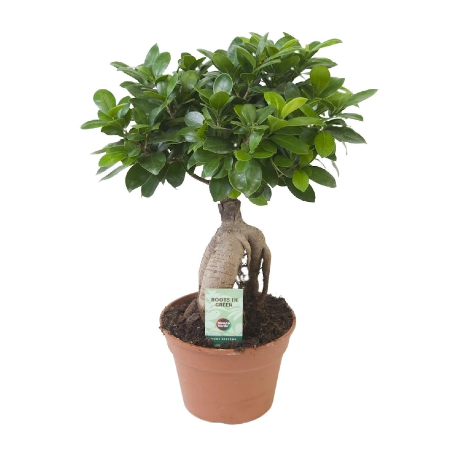 Ficus Ginseng (bonsai) - Ø 17cm - ↑ 40cm 3 Ficus Ginseng (bonsai) - Ø 17cm - ↑ 40cm