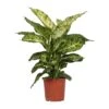 Dieffenbachia Mars (Dumb Cane) ↑ 50 Cm 1 Dieffenbachia Mars (Dumb Cane) ↑ 50 Cm -Optimal Glass Plant Shop unnamed ec99d955 6a72 4048 8256 38cdebfa96d5