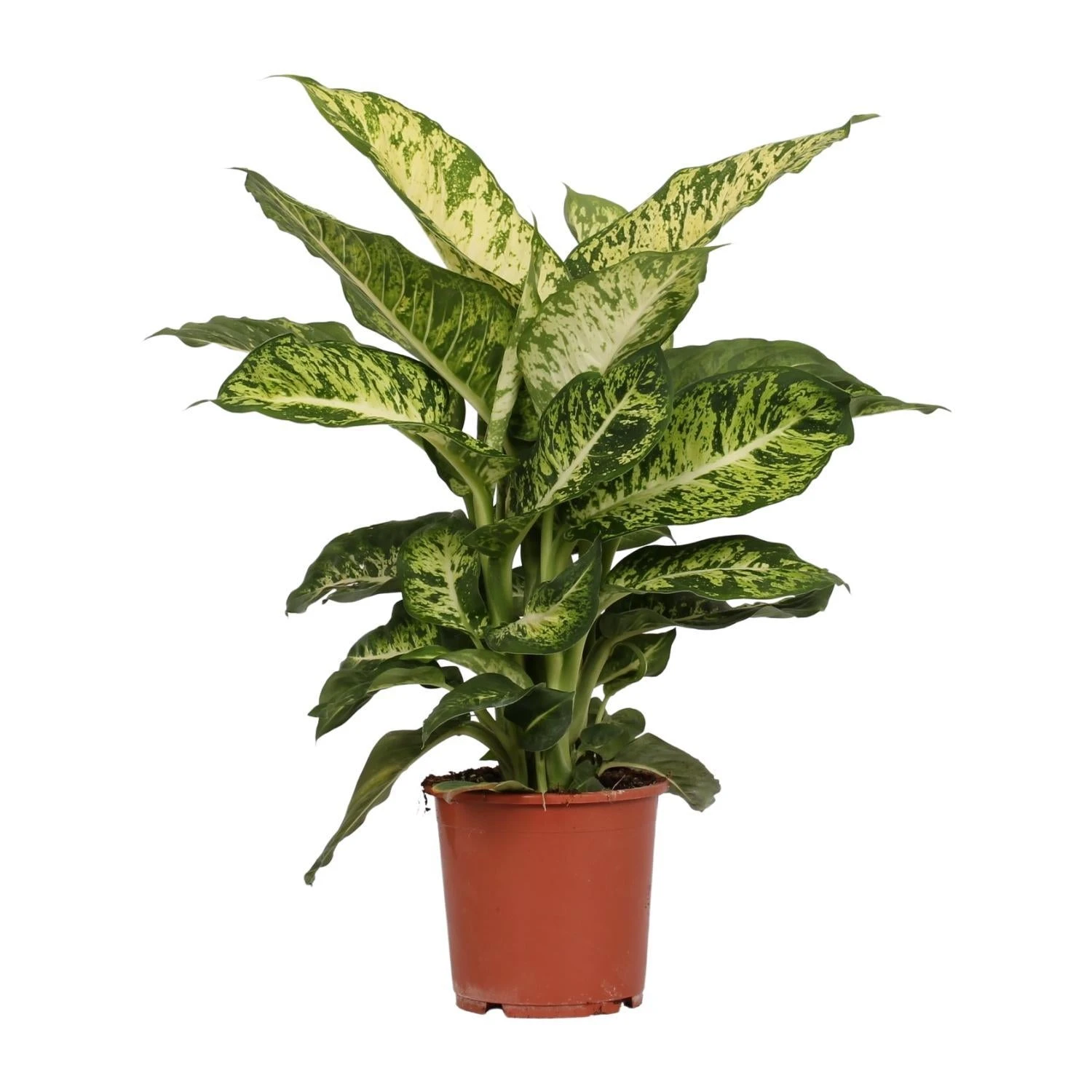 Dieffenbachia Mars (Dumb Cane) ↑ 50 Cm 3 Dieffenbachia Mars (Dumb Cane) ↑ 50 Cm
