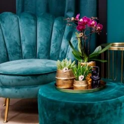 Chic Hotel Plant Set | Pairs Of Phalaenopsis Orchids And Succulents - Ceramic Pots Included -Optimal Glass Plant Shop unnamed ede8ee90 9095 4680 a12f d127fe53cdaf