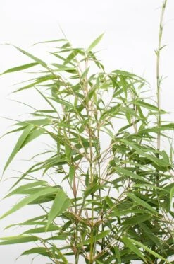 Fargesia Rufa (Bamboo Plant) ↑ 40cm 16 Fargesia Rufa (Bamboo Plant) ↑ 40cm -Optimal Glass Plant Shop unnamed efe734aa c35e 4bf1 98b5 fe0ed4fd4b27