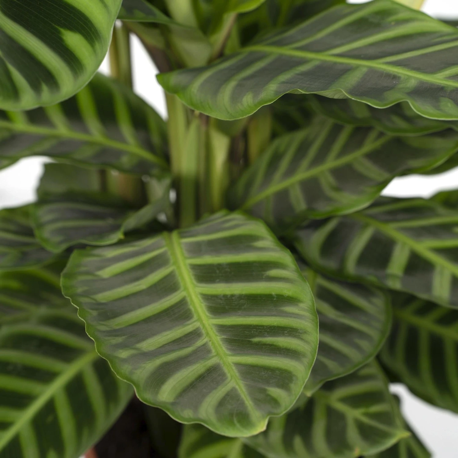 Calathea Zebrina (Peacock Plant) ↑ 80 Cm 5 Calathea Zebrina (Peacock Plant) ↑ 80 Cm - Image 3