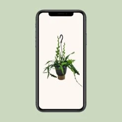 Epiphyllum Anguliger (Fishbone Cactus) ↑ 35 Cm 9 Epiphyllum Anguliger (Fishbone Cactus) ↑ 35 Cm -Optimal Glass Plant Shop unnamed f50238fc 5955 4afb a091 80e63a0d53e1