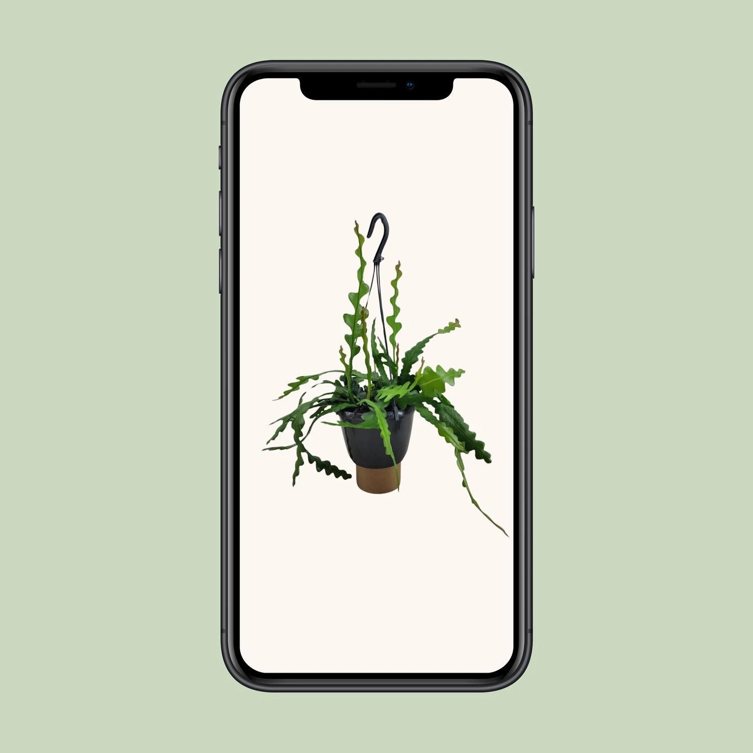 Epiphyllum Anguliger (Fishbone Cactus) ↑ 35 Cm 6 Epiphyllum Anguliger (Fishbone Cactus) ↑ 35 Cm - Image 4