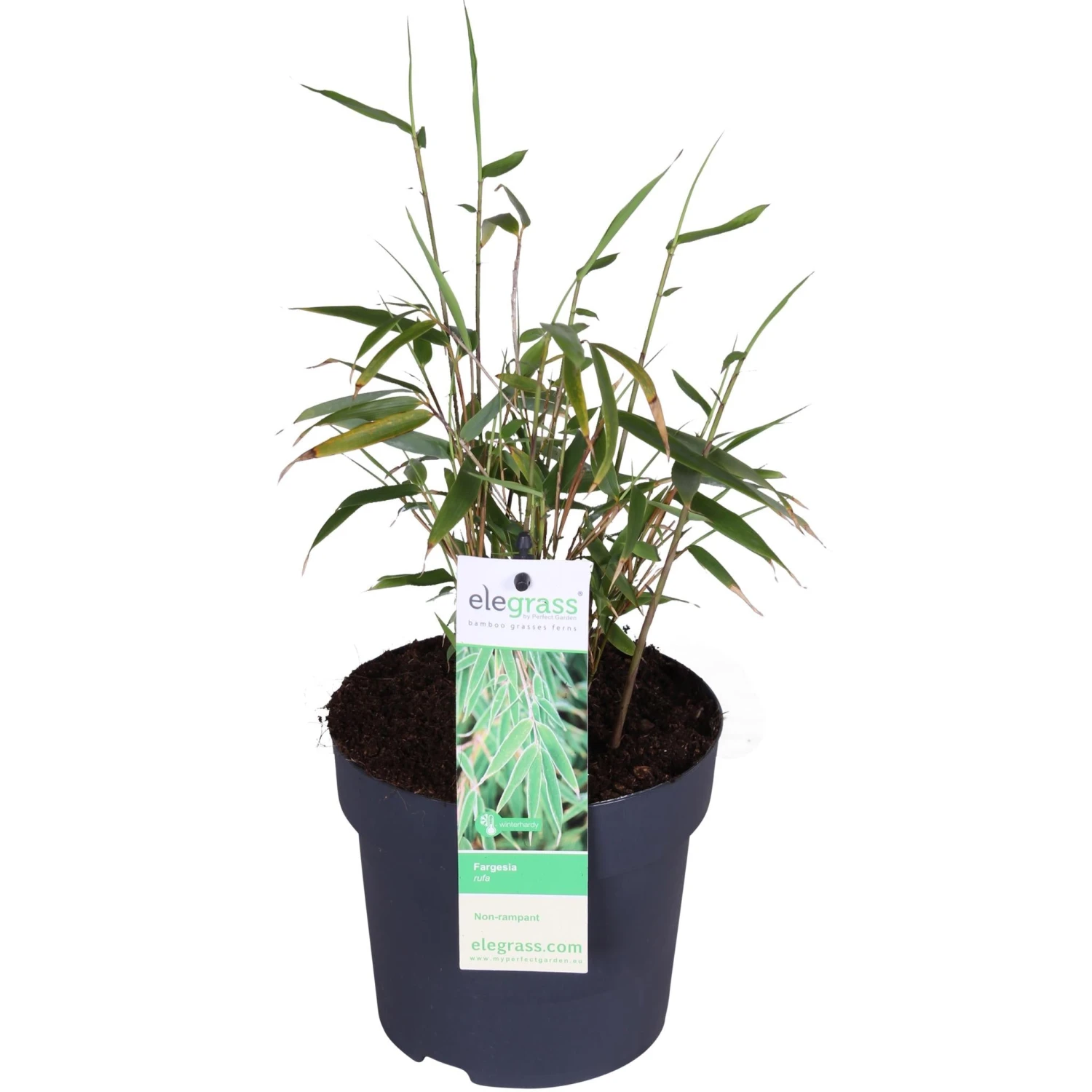 Fargesia Rufa (Bamboo Plant) ↑ 40cm 4 Fargesia Rufa (Bamboo Plant) ↑ 40cm - Image 2